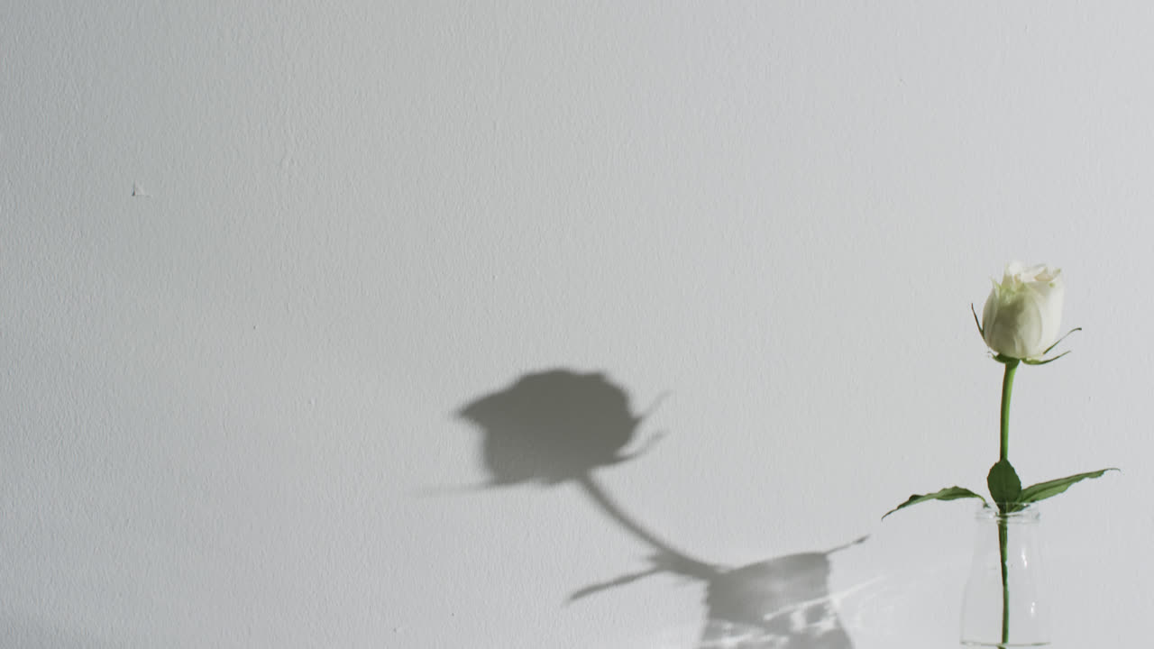 ⁇ 색 배경 에 복사 공간 이 있는 유리 꽃병 에 있는  ⁇ 색 장미 꽃 의 비디오