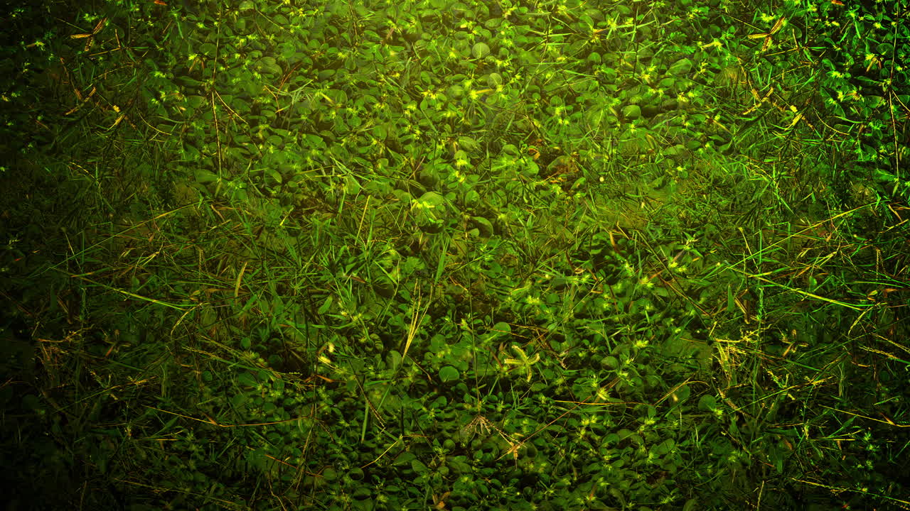fondo cinematográfico con hierba verde y efecto de luz en el fondo de verano con cámara de movimiento