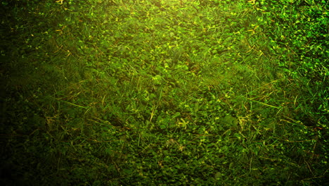 fondo cinematográfico con hierba verde y efecto de luz en el fondo de verano con cámara de movimiento
