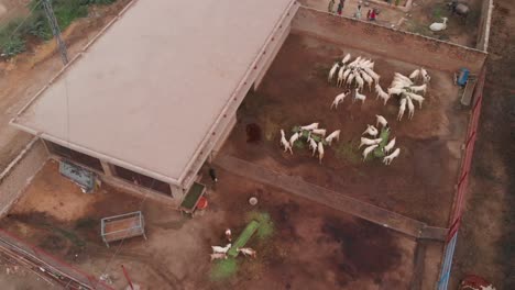 a drone shot of an animal farm in sindh