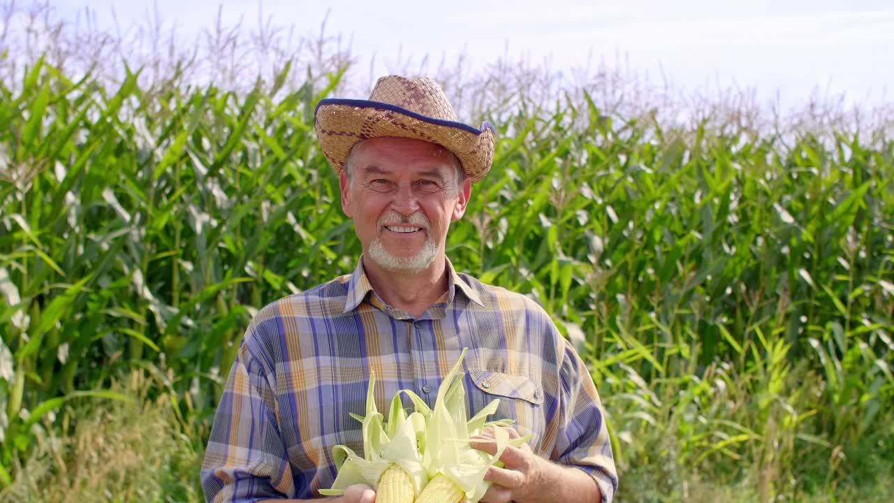 retrato de un granjero mayor con mazorcas de maíz
