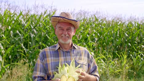 Portrait-of-senior-farmer-holding-corn-cobs