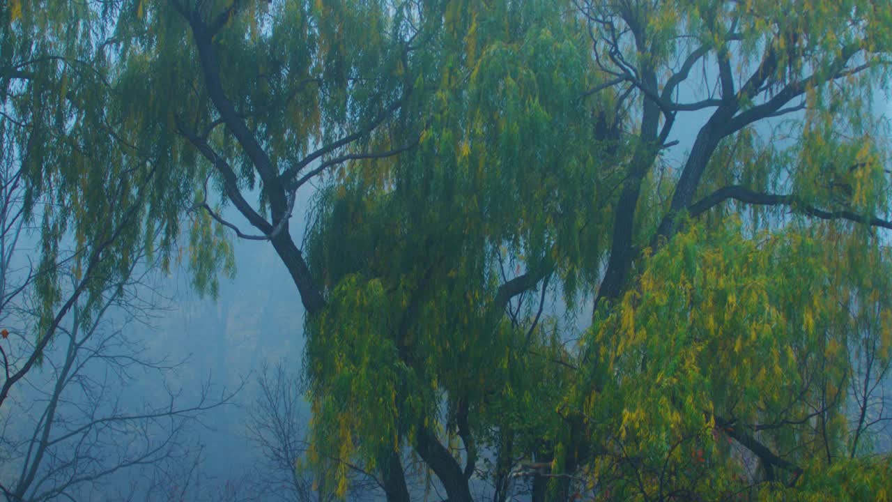 Foggy Morning Pan up shot of a weeping willow tree blowing in the wind