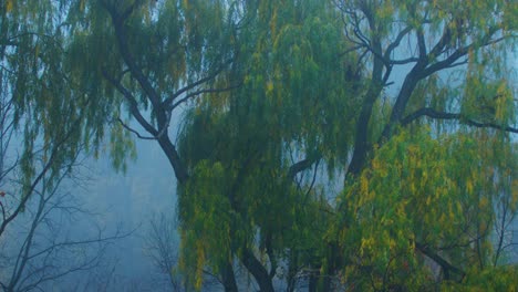 Nebliger-Morgenschwenk,-Aufnahme-Einer-Trauerweide,-Die-Im-Wind-Weht