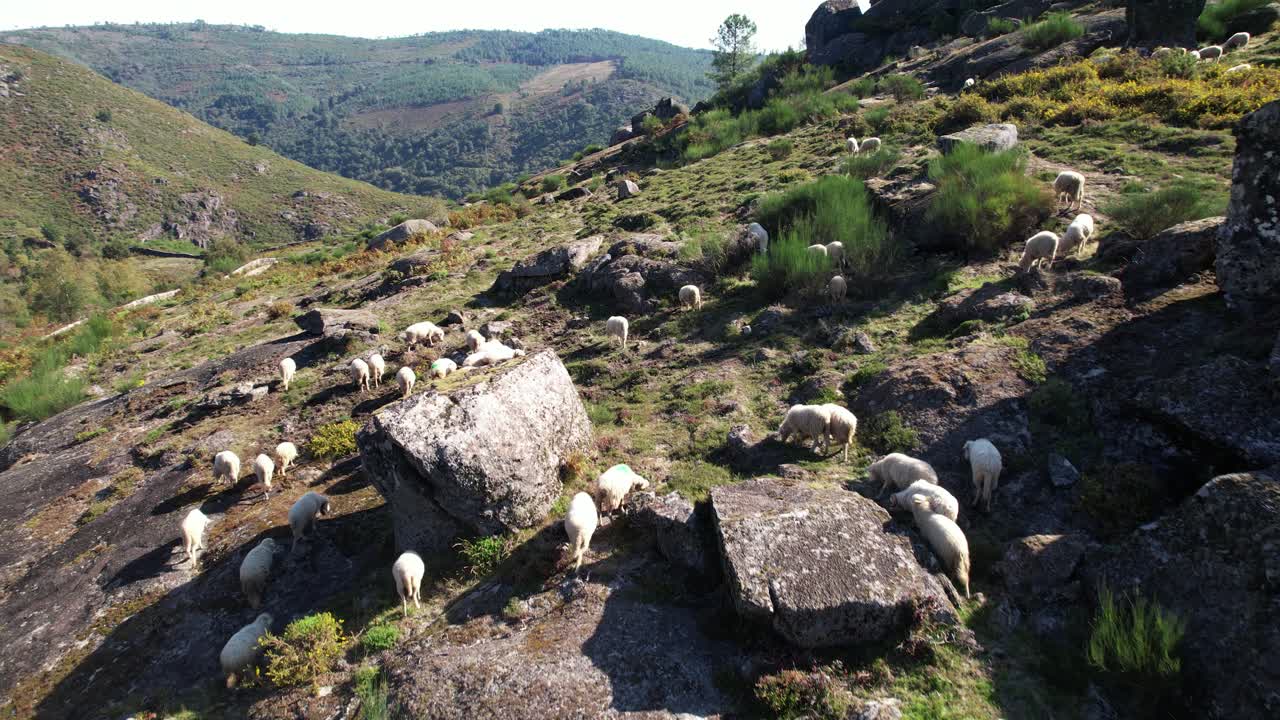 Pecore in montagna, vista aerea.