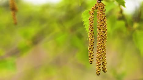 male catkins of white birch moved by a breeze