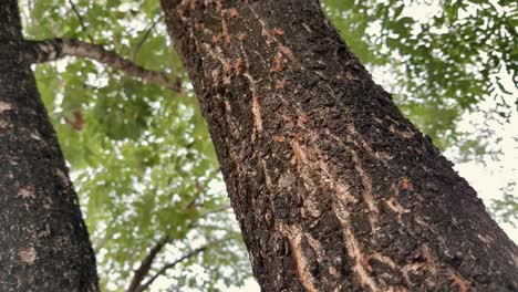 many red ants are walking in rows on surface of tree bark in nature