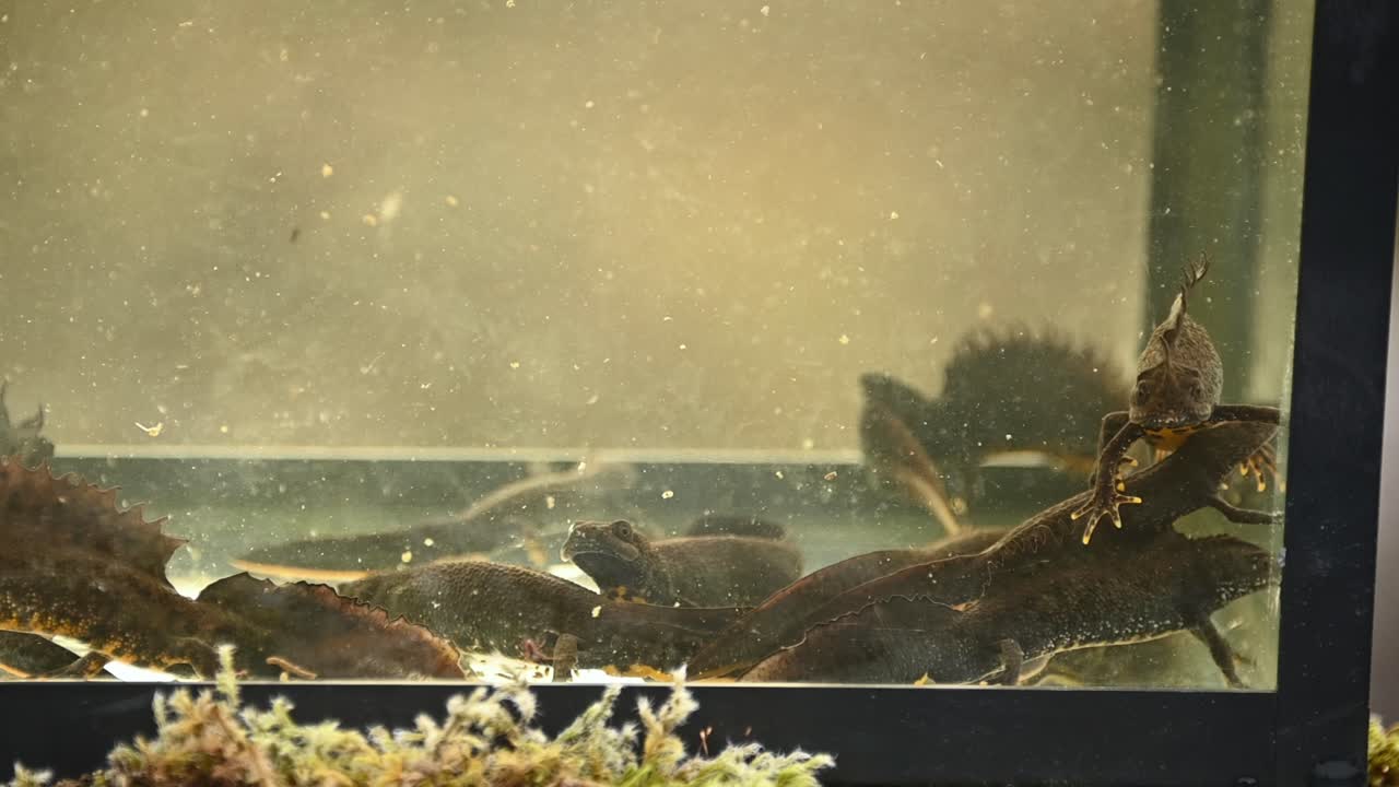 研究のために捕獲された、小型の水槽の頂上まで泳ぎ、他のイモリと一緒に底まで浮かぶオオサンショウウオのクローズアップ映像。