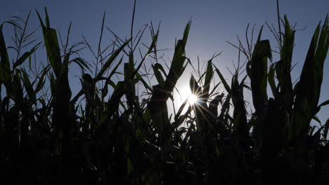 corn and maize stalks silhouettes in agricultural field with cinematic sun flare