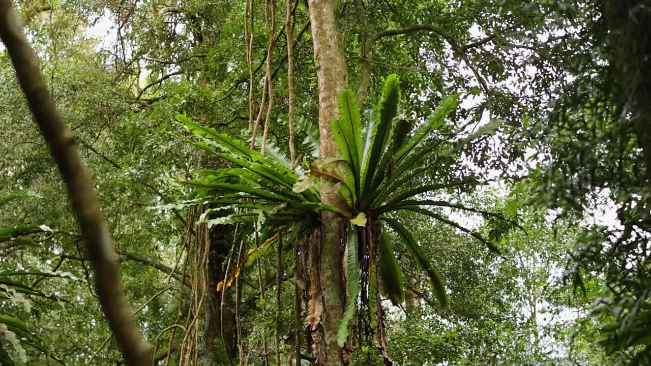 Camera pans slowly through dense Australian rainforest, highlighting a large bird’s nest fern growing on a tree trunk. Soft, diffused daylight filters through foliage