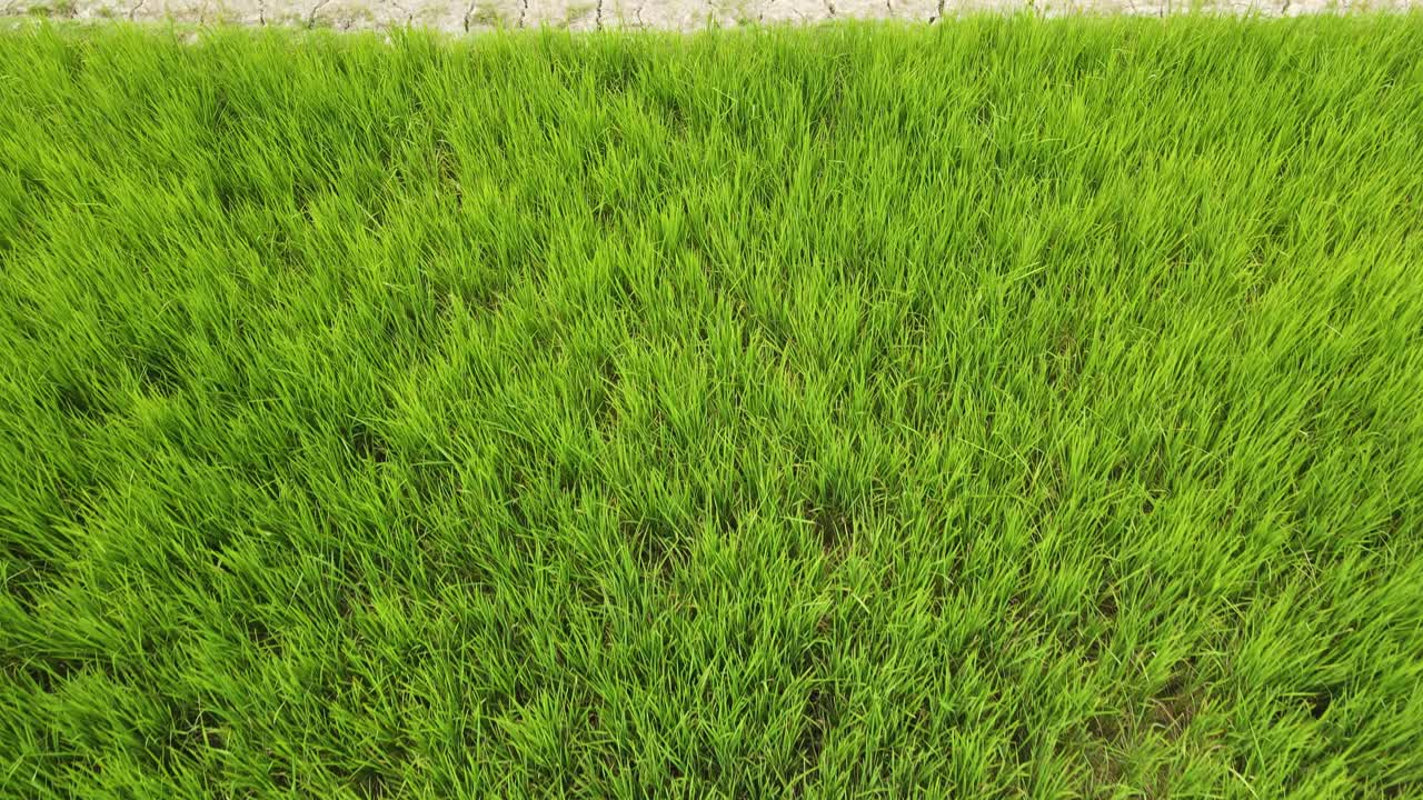 las imágenes aéreas capturan el contraste entre los arrozales verdes y la tierra árida y asolada por la sequía, lo que destaca el impacto del cambio climático.