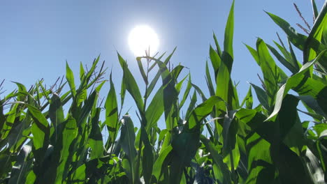 Eine-Landwirtschaftliche-Maisernte,-Die-An-Einem-Sonnigen-Tag-Im-Vereinigten-Königreich-Im-Wind-Weht