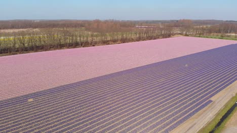 Panoramic-Aerial-View-Of-Blossoming-Dutch-Hyacinth-Fields-In-Duin--en-Bollenstreek,-Netherlands