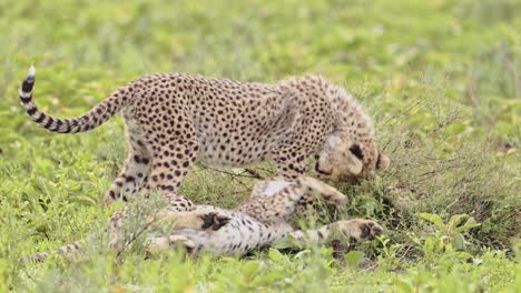 chicos de guepardo jugando en el serengeti tanzania en áfrica, juguetones guepardos lindos y animales bebés en el parque nacional del serengeti en animales de safari de vida silvestre africanos juego de conducción con áspero y caída