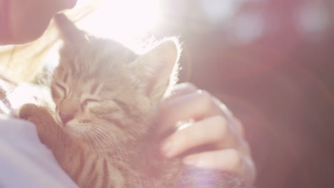 close-up view of cute small kitty cat in hands of a caucasian woman in the park on a sunny day