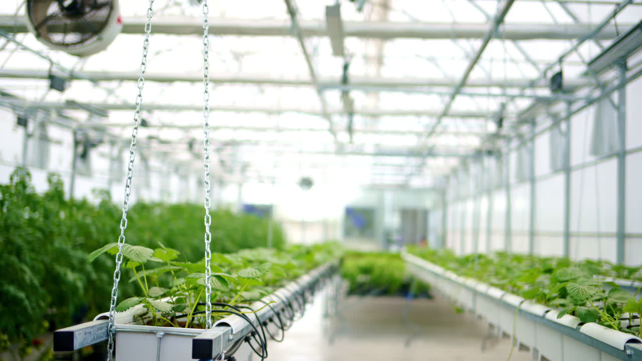 Diverse greenery grown with the Hydroponic method in a greenhouse