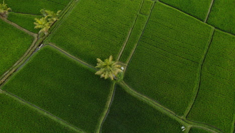 Vista-Aérea-Terrazas-De-Arroz-Drones-Volando-Sobre-Arrozales-Tierras-De-Cultivo-Agrícolas-Granjas-De-Cultivos-De-Asia-Rural-4k