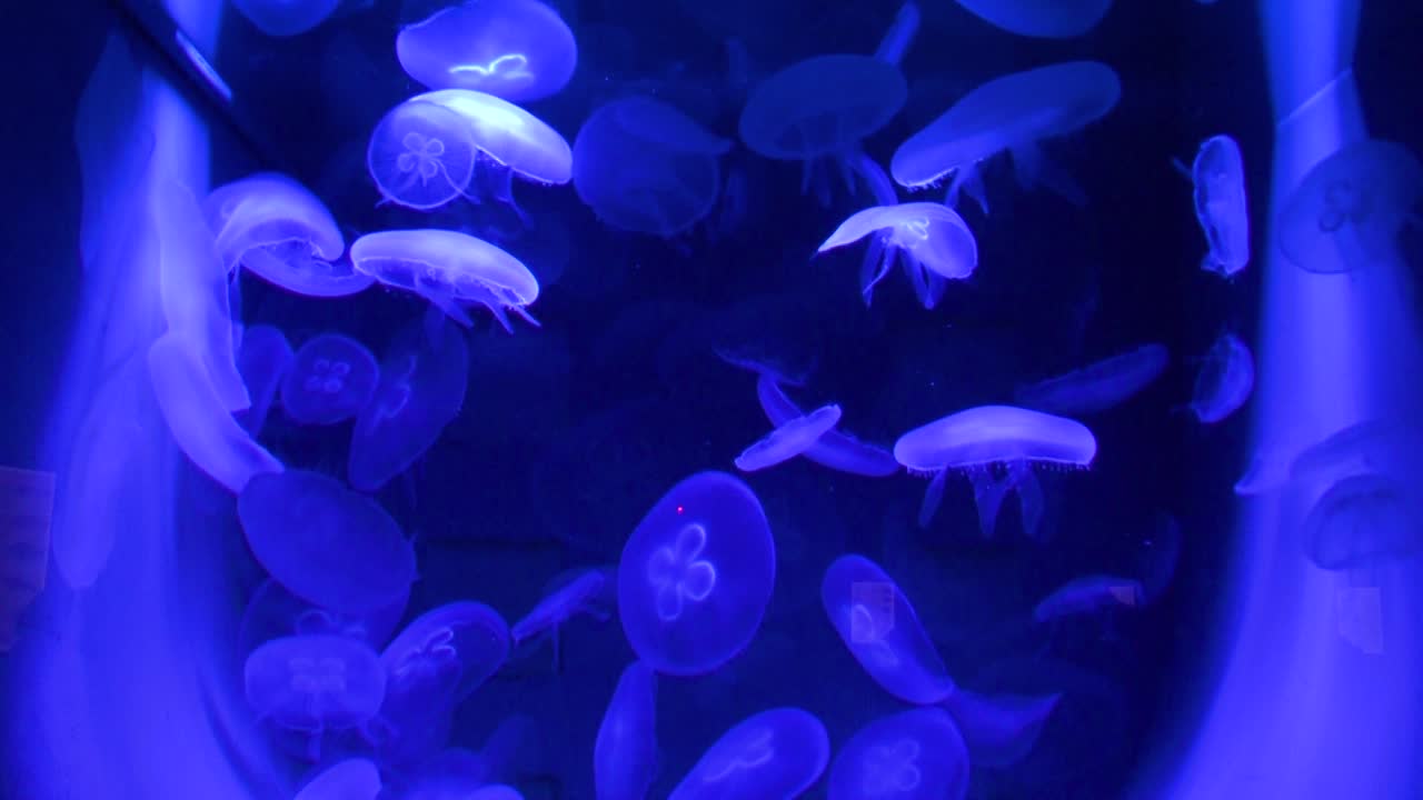 Vista di meduse nell'acquario dello Zoo.