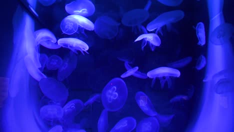 view of jellyfish in the aquarium at the zoo