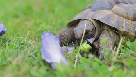 Eine-Nahaufnahme-Einer-Maurischen-Schildkröte,-Die-Hibiskus-An-Einem-Anderen-Ange-Frisst