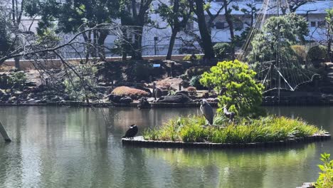 calm scene in a tokyo park with birds on a small island, near a pond and trees