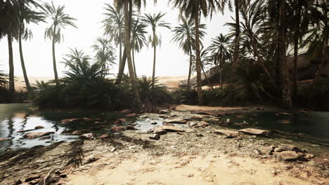 Desert-oasis-pond-with-palm-trees-and-plants