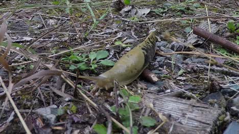 Una-Gran-Babosa-De-Plátano-Del-Pacífico-En-El-Suelo-Del-Bosque