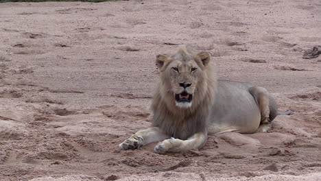 a male lion panting as he rests in the sand with a full belly, timbavati south africa