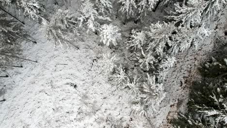 Toma-De-Arriba-Hacia-Abajo-De-Un-Bosque-De-Pinos-Congelados-Durante-Una-Helada-Que-Lo-Cubre-Todo