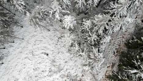 disparo de drone de arriba hacia abajo de un bosque de pinos congelados durante una helada que cubre todo