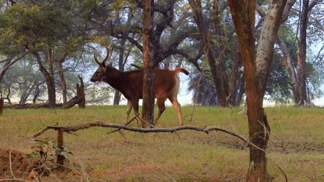 Sambar-Rusa-Unicolor-Es-Un-Ciervo-Grande-Nativo-Del-Subcontinente-Indio,-El-Sur-De-China-Y-El-Sudeste-Asiático-Que-Figura-Como-Especie-Vulnerable.-Parque-Nacional-Ranthambore-Sawai-Madhopur-Rajastán-India