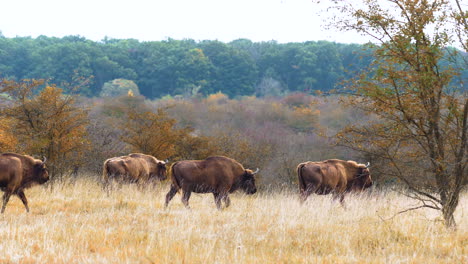 european bison bonasus herd marching in a dry bushy prairie,czechia