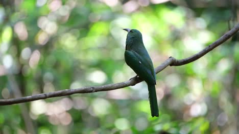 Von-Hinten-Gesehen,-Auf-Einer-Rebe-Sitzend,-Blickt-Der-Blaubartspint-Nyctyornis-Athertoni-Tief-In-Den-Wald-Hinein