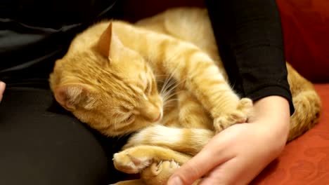 woman stroking a red cat lying on the couch