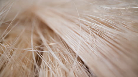 Artificial-blonde-hair-wig-with-long-locks-zoom-in-macro