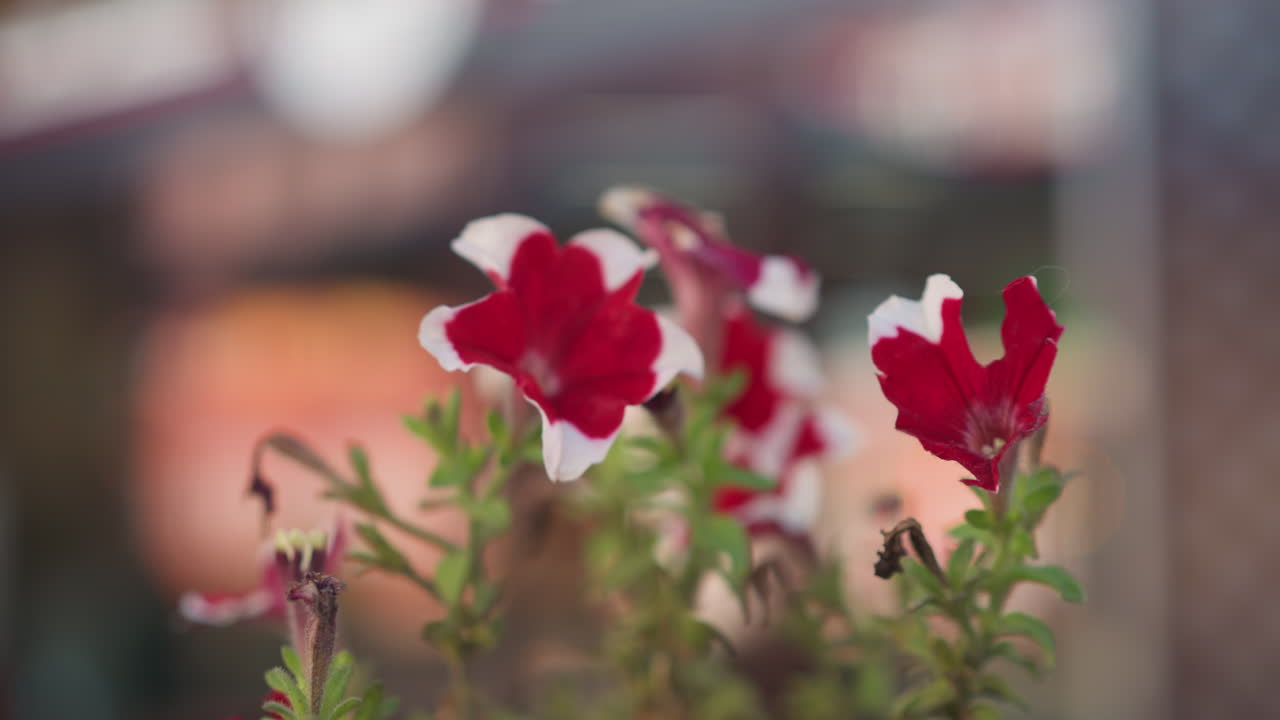 Close-up of vibrant red and white petunia flowers blooming against a blurred background of soft lights and colors, capturing the beauty of nature