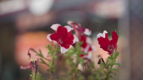 close-up of vibrant red and white petunia flowers blooming against a blurred background of soft lights and colors, capturing the beauty of nature