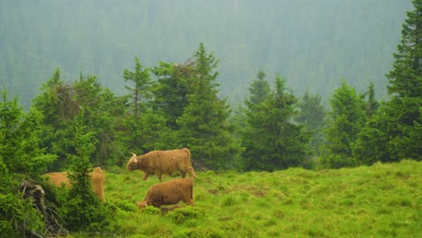 a herd of cows is peacefully grazing in a lush grassy field surrounded by trees the animals are seemingly unaware of their surroundings as they graze contentedly in this idyllic rural landscape