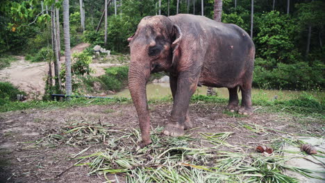 Large-asian-elephant-grazing-on-pile-of-palm-leaves-in-tropical-jungle