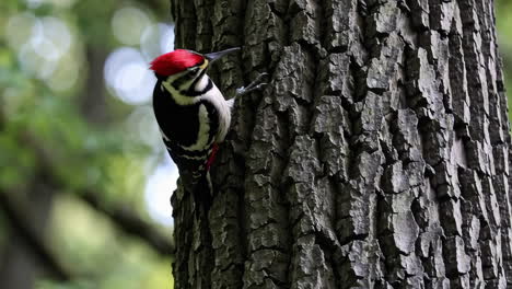 A woodpecker perched on a tree trunk