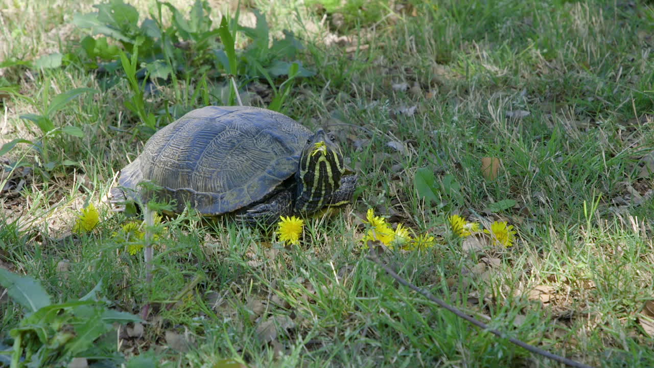 Closeup of a yellow-bellied slider, adult turtle waiting in the grass and dandelions