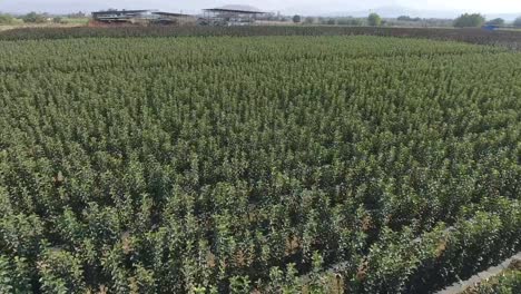 Close-up-aerial-drone-footage-of-symmetrical-green-tree-sapling-orchard