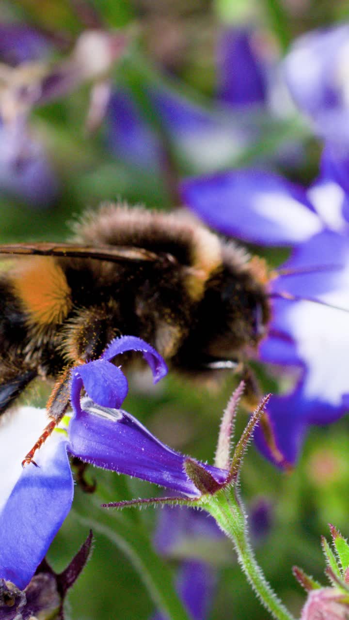 A bumblebee actively gathers pollen from vibrant purple lavender flowers in a sunlit garden, captured in close-up macro with shallow depth of field