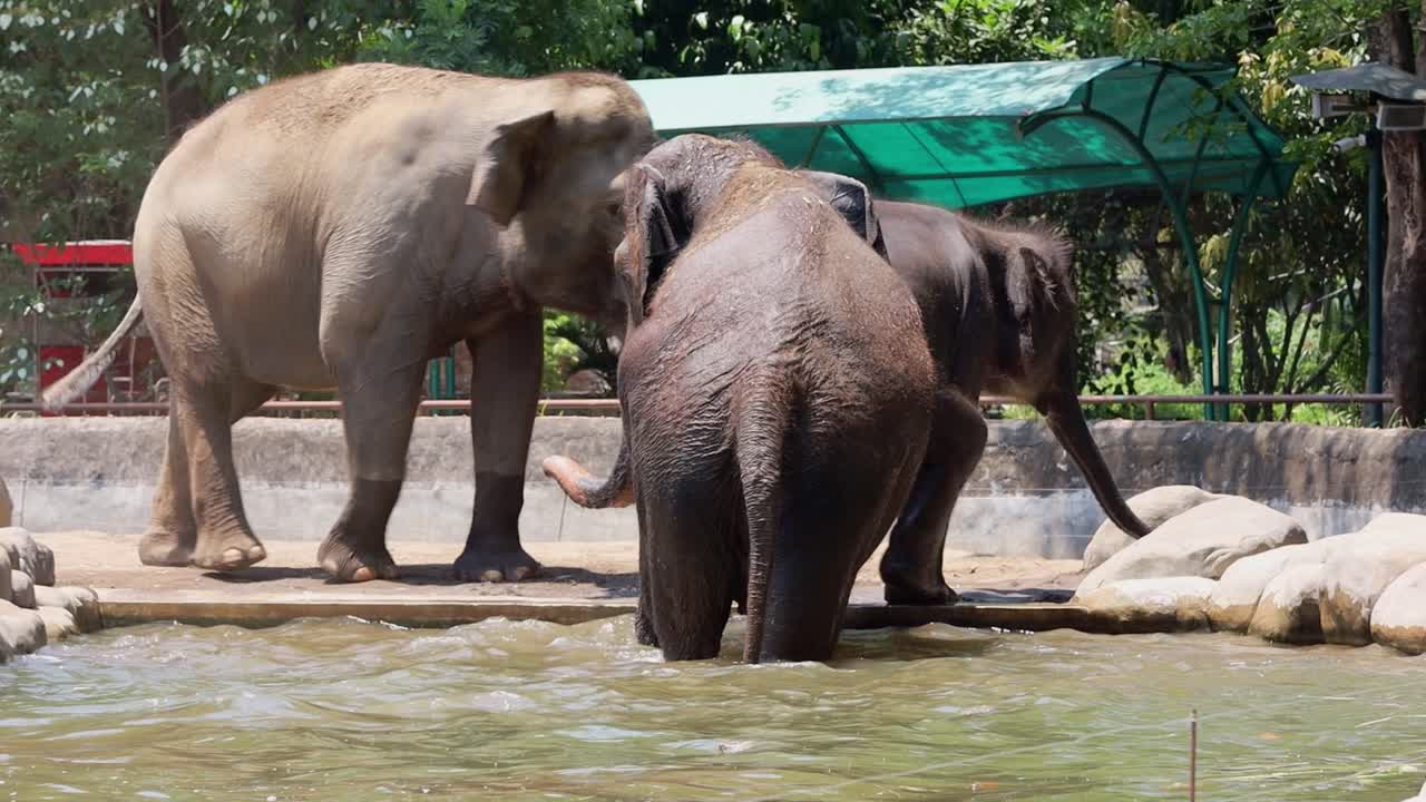 Elephants Bathing in a Zoo