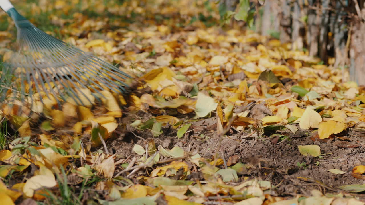 Rake Raking Fallen Leaves In The Garden