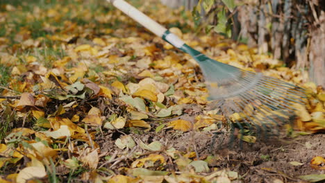 rake raking fallen leaves in the garden