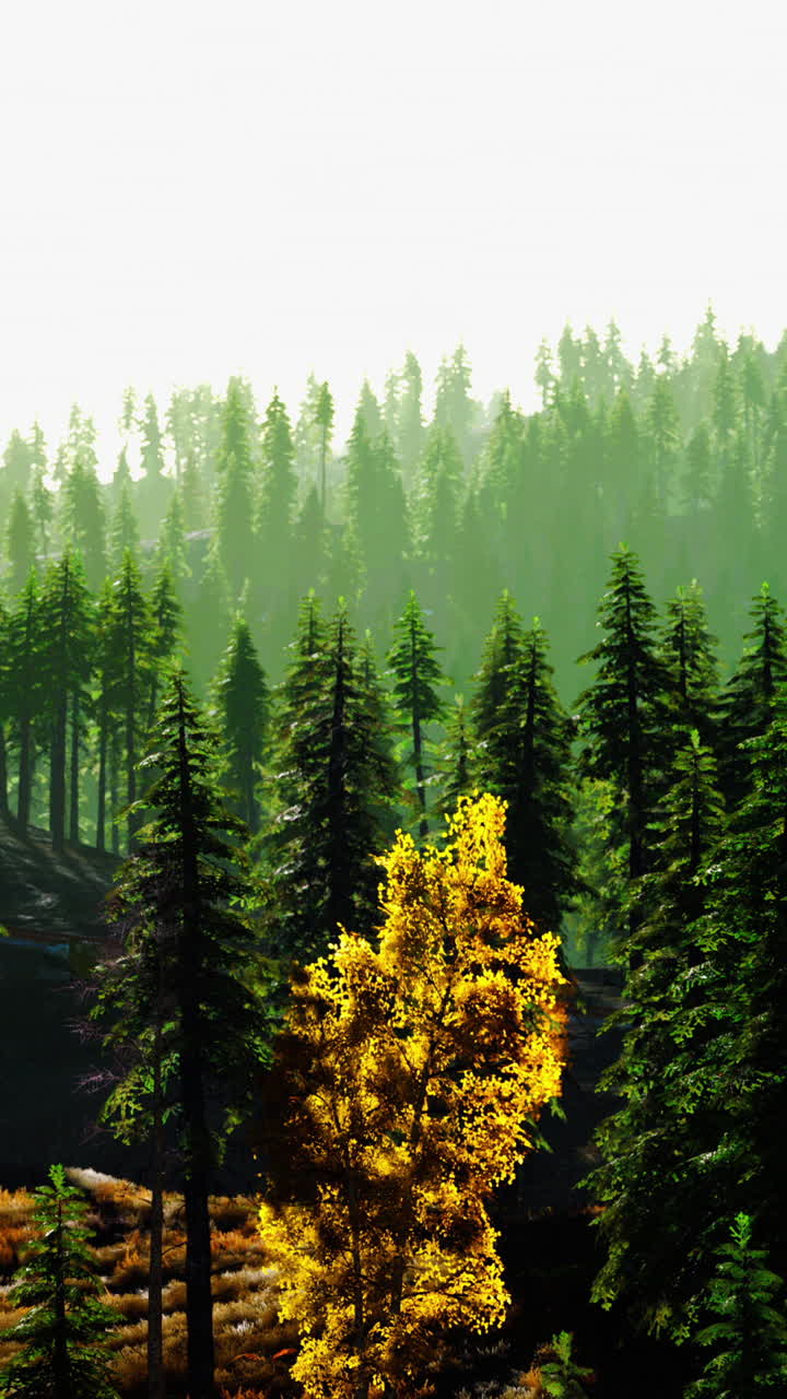 조용한 숲의 풍경