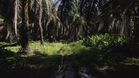Der-Schlammige,-Grasbewachsene-Boden-Unter-Großen-Palmen-An-Der-Westküste-Costa-Ricas