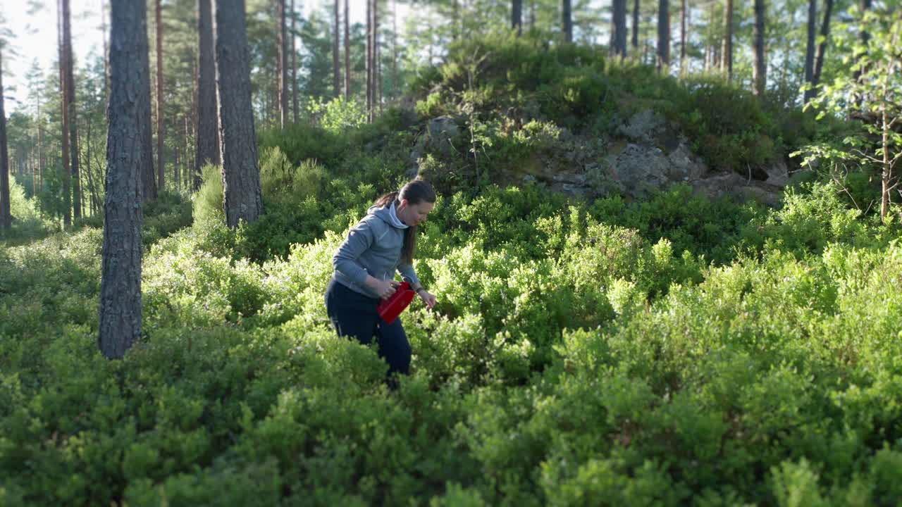태양은 블루베리 덤불에 있는 나무의 면류관 사이로 빛나고 있습니다. 한 여성이 빨간색 와이어 갈퀴 빗으로 블루베리를 따고 있습니다.