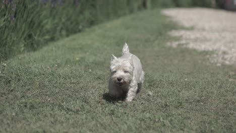 west highland white terrier running in grass